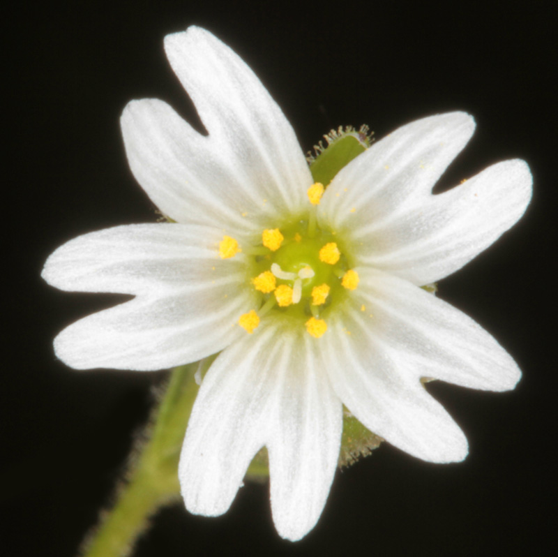 Caryophyllacées - Stellaria sp - Angers Baumette red 3.jpg