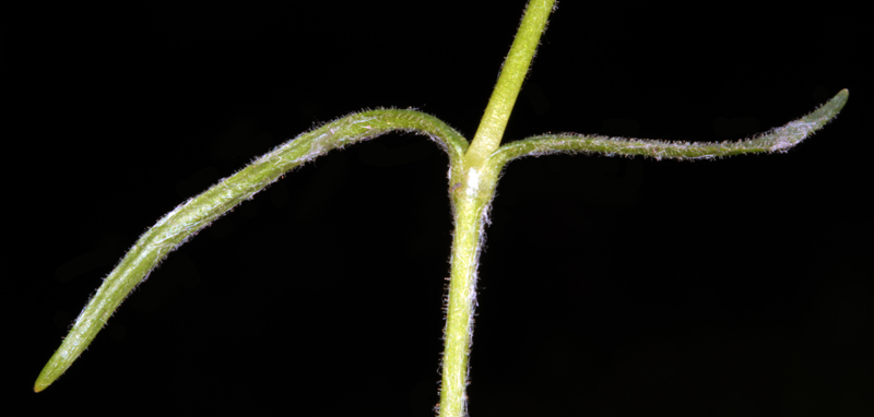 Caryophyllacées - Stellaria sp - Angers Baumette red 4.jpg