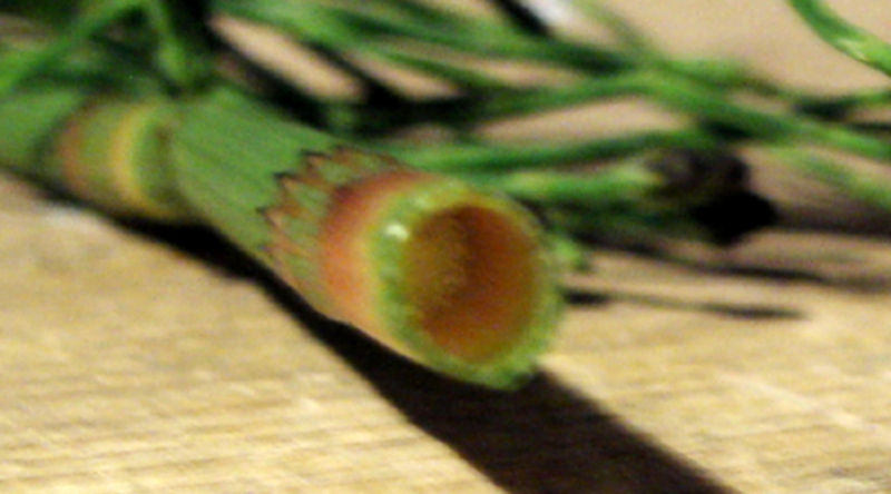 Prêle 05.jpg