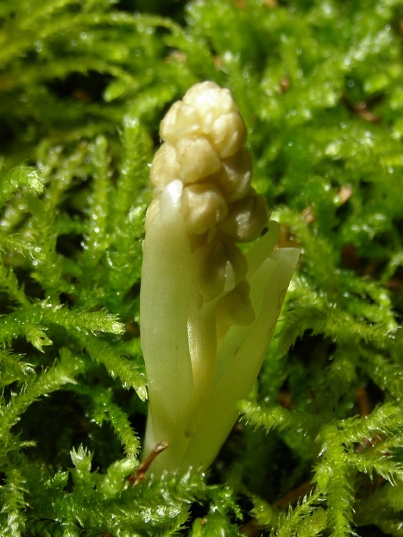 plante mystere.jpg