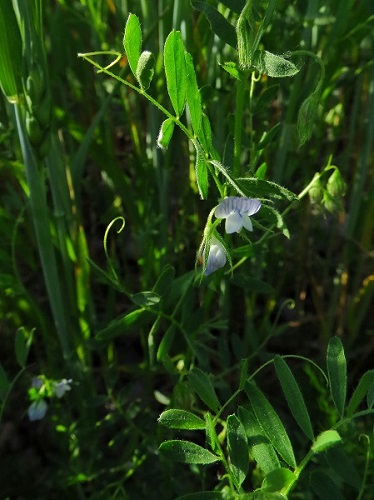 Vicia ... disperma (3) - Copie.JPG