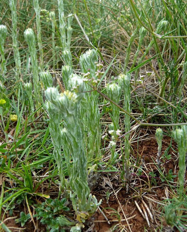 P1150294RW5.jpg