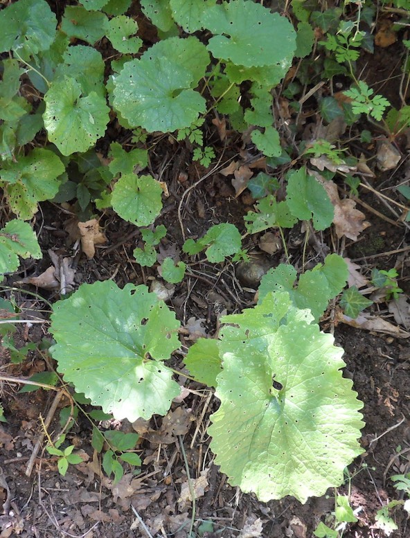 plante haie.jpg