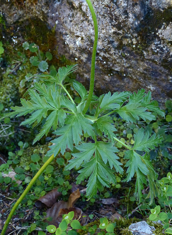P1160017RF6.jpg