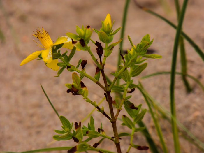 Fleurs_Jaunes_Dunes_2.jpg