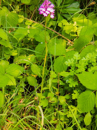 Fleurs_mauves_dunes_boisées_2.jpg