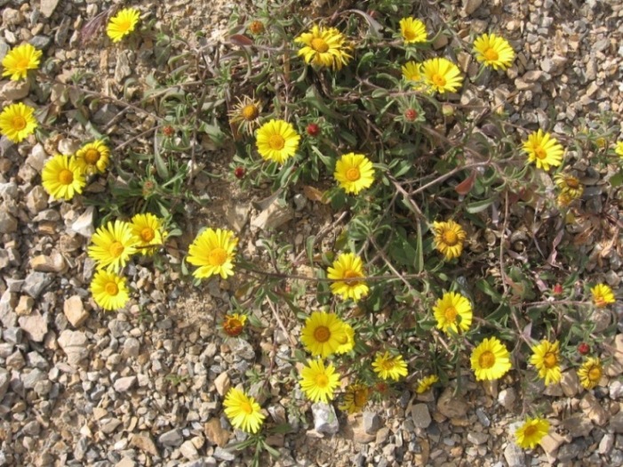 Copie de asteracees 02 .jpg
