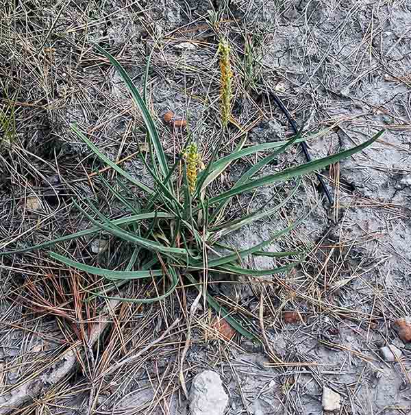 Plantago sp-1a-Pradelle-en-Val-11 07 2017-ALG.jpg