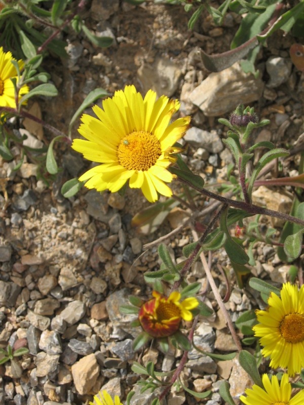 Copie de asteracees 03.jpg