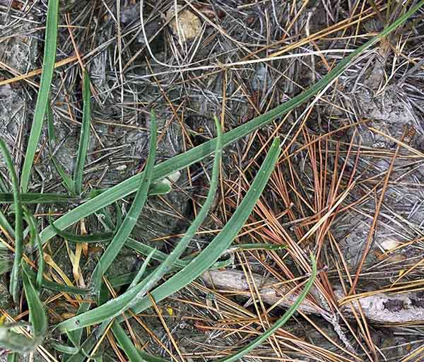 Plantago sp-2a-Pradelle-en-Val-11 07 2017-ALG.jpg