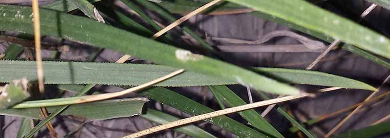 Plantago sp-2b-Pradelle-en-Val-11 07 2017-LG.jpg