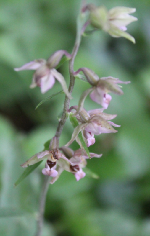 Epipactis helleborine 01.JPG