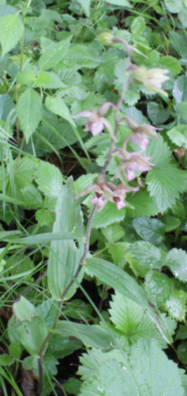 Epipactis helleborine 02.jpg