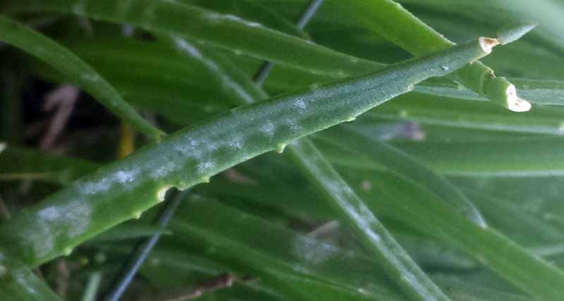 Plantago maritima-2b-Gruissan-8 04 2017-LG.jpg