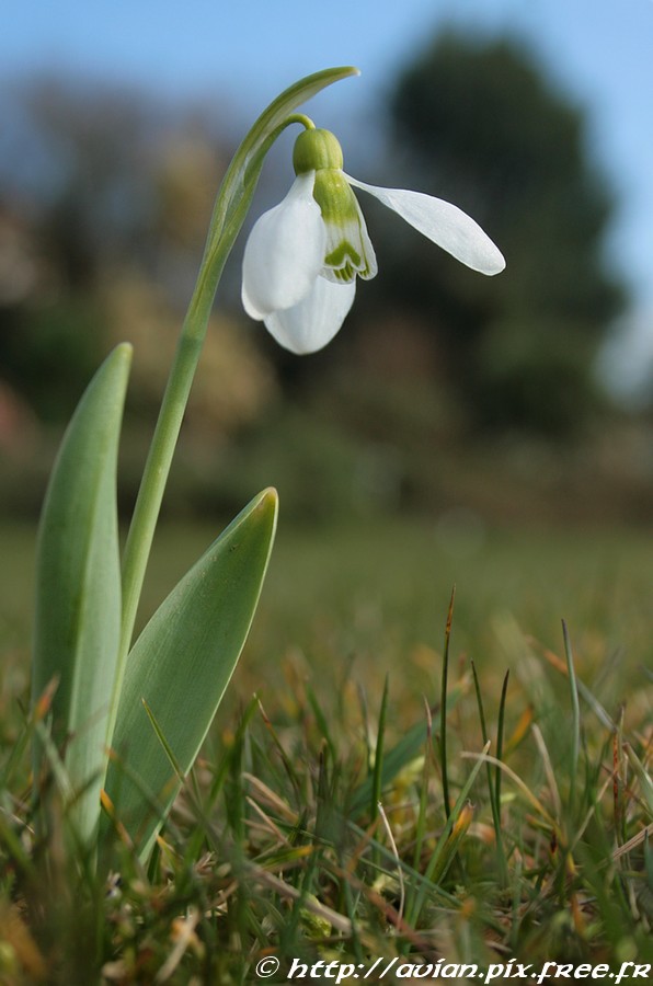 Galanthus_nivalis_L._pencran_20.02.09.jpg