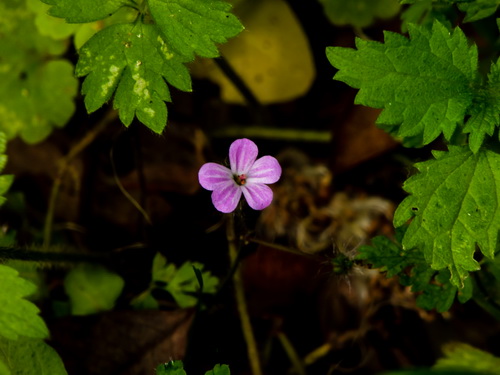 Geranium_1.jpg