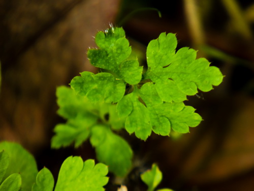 Geranium_2.jpg