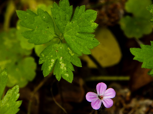 Geranium_3.jpg