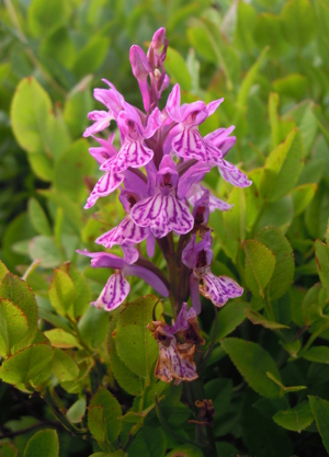 dactylorhiza02.JPG