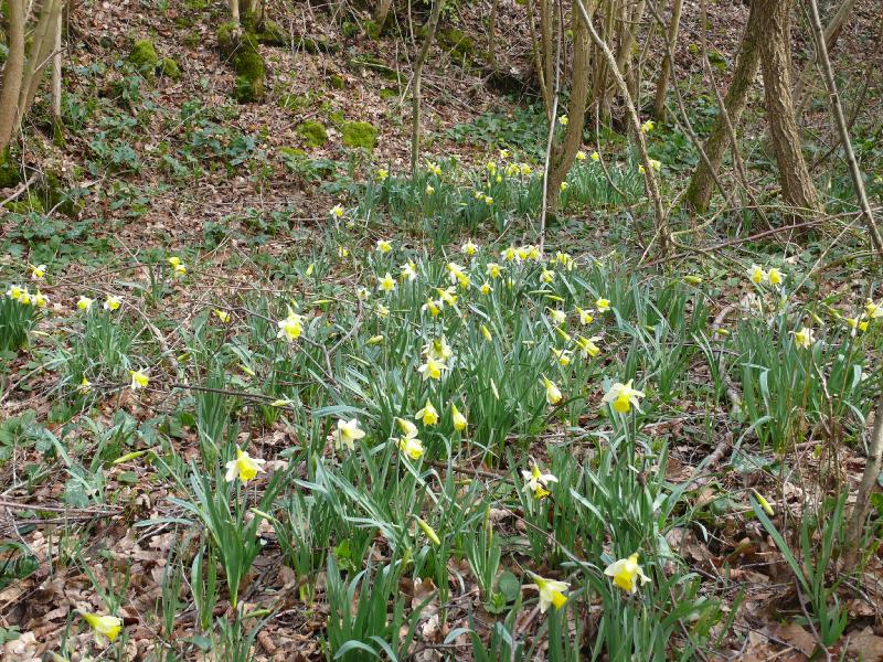 narcisse des bois.jpg