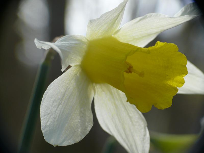 narcissus.jpg