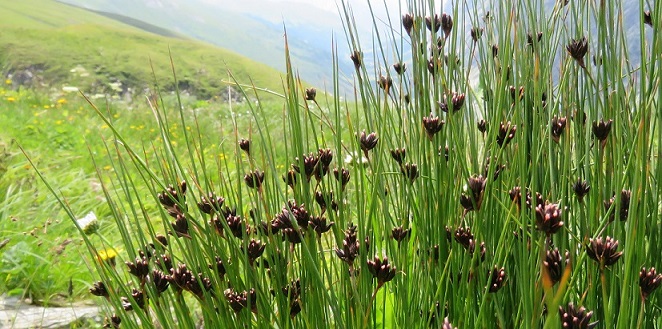 Carex - Copie.JPG