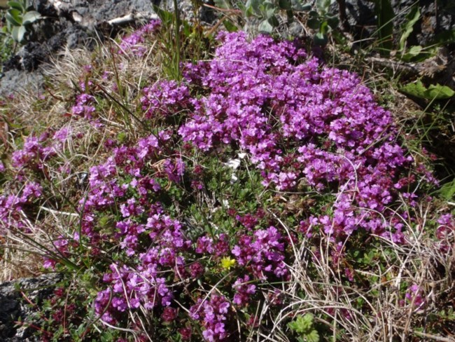 16c-Thymus praecox ssp arcticus.jpg