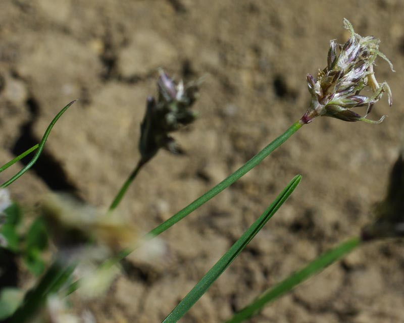 Inflorescence &amp; feuille