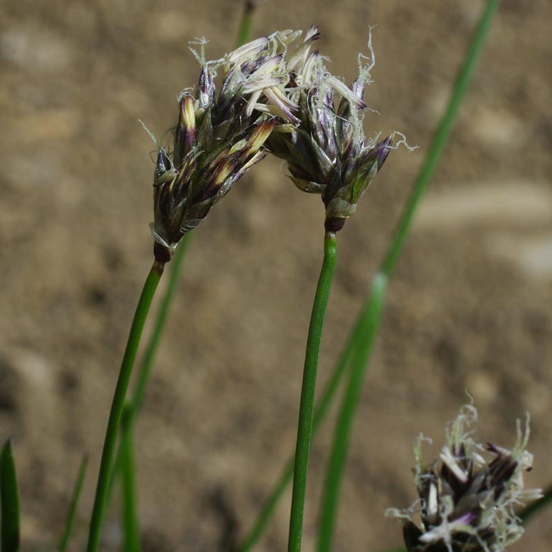 Inflorescences