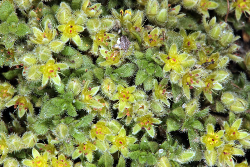 Caryophyllacées - Minuartia sp 1 - Savoie Vanoise Iseran 2400 m red.jpg
