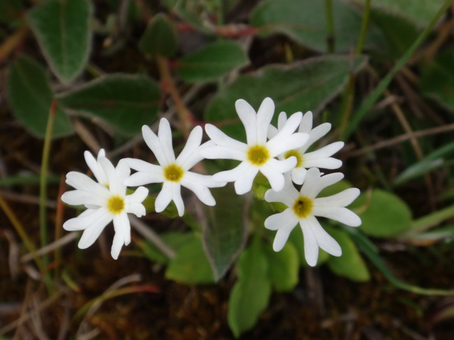 44b-Primula egaliksensis.jpg