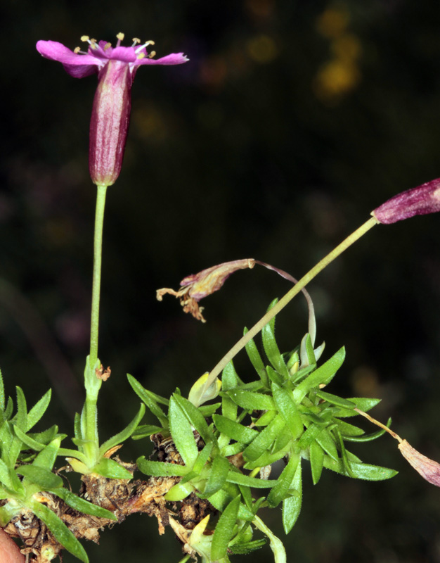 Caryophyllacées - Dianthus sp 1 (Oeillet ) - Savoie Vanoise 2100 m red 1.jpg