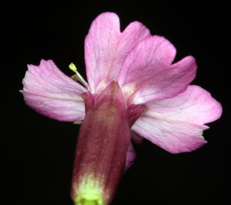 Caryophyllacées - Dianthus sp 1 (Oeillet ) - Savoie Vanoise 2100 m red 5.jpg