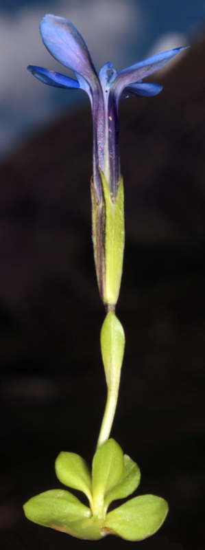 Gentiacées - gentiana  red 1.jpg