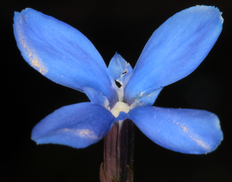Gentiacées - gentiana  red 3.jpg
