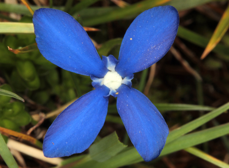 Gentiacées - gentiana  red 4.jpg