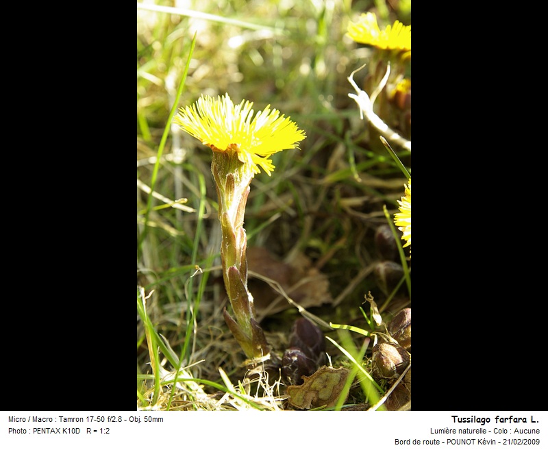 tussilago_farfara_l_01.jpg