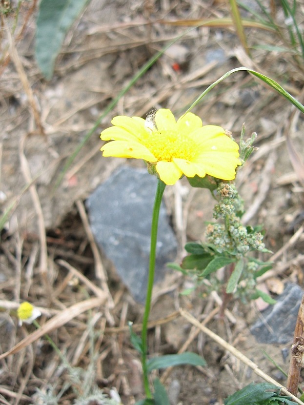 arnica montana.jpg