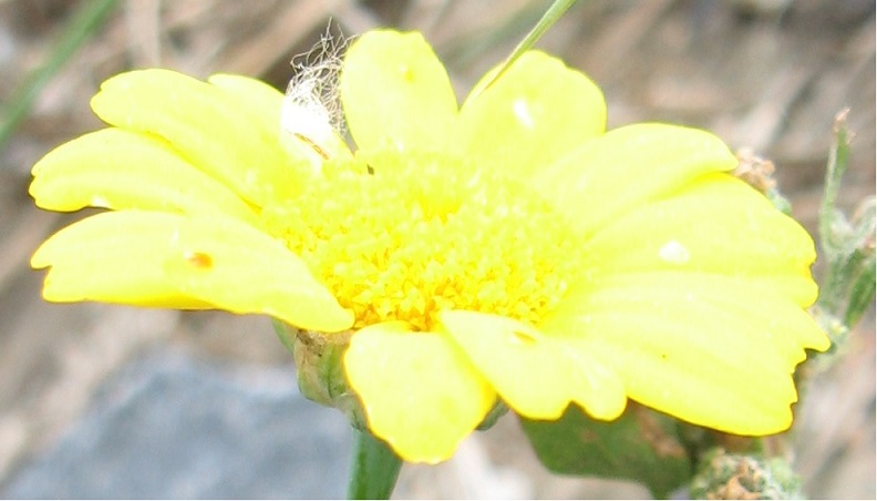 arnica m.jpg