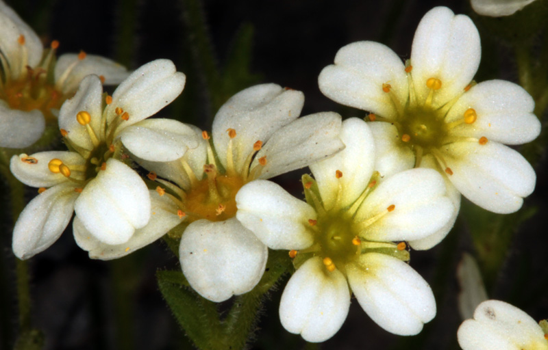 Saxifragacées - Saxifraga sp 3 - Savoie Col de l'Iseran 2700 m red 2.jpg