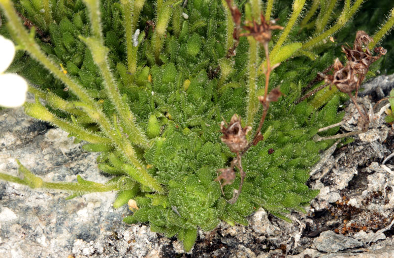 Saxifragacées - Saxifraga sp 3 - Savoie Col de l'Iseran 2700 m red 3.jpg
