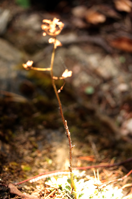 Saxifragacées - Saxifraga sp 4 - Savoie Beaufortain 1600 m red 4.jpg