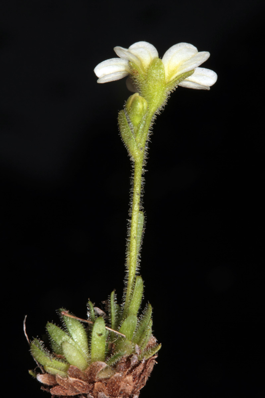 Saxifragacées - Saxifraga exarata red 1.jpg