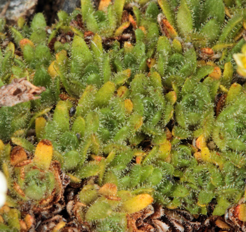 Saxifragacées - Saxifraga exarata red 3.jpg