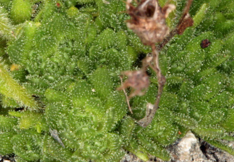 Saxifragacées - Saxifraga sp 3 - Savoie Col de l'Iseran 2700 m red.jpg