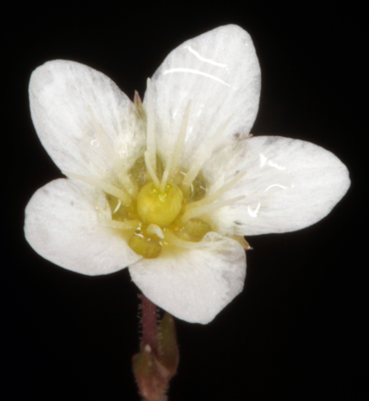 Caryophyllacées - Minuartia laricifolia subsp. diomedis red 4.jpg