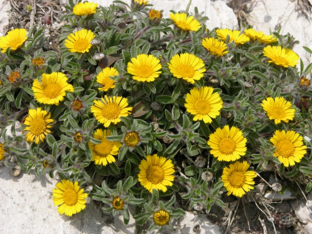 Astérolide 1.JPG