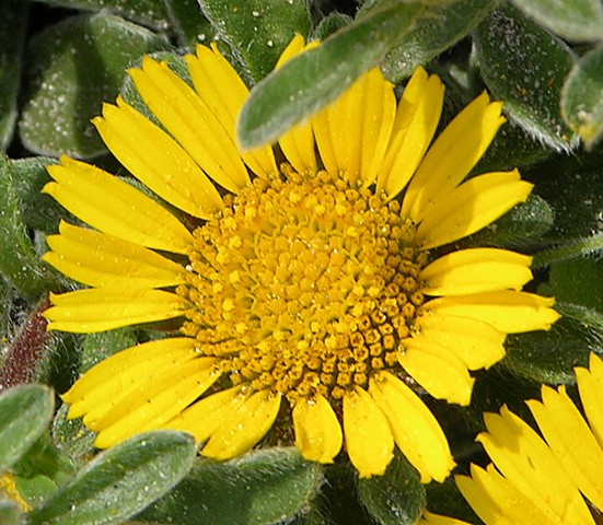 Astérolide 2.jpg