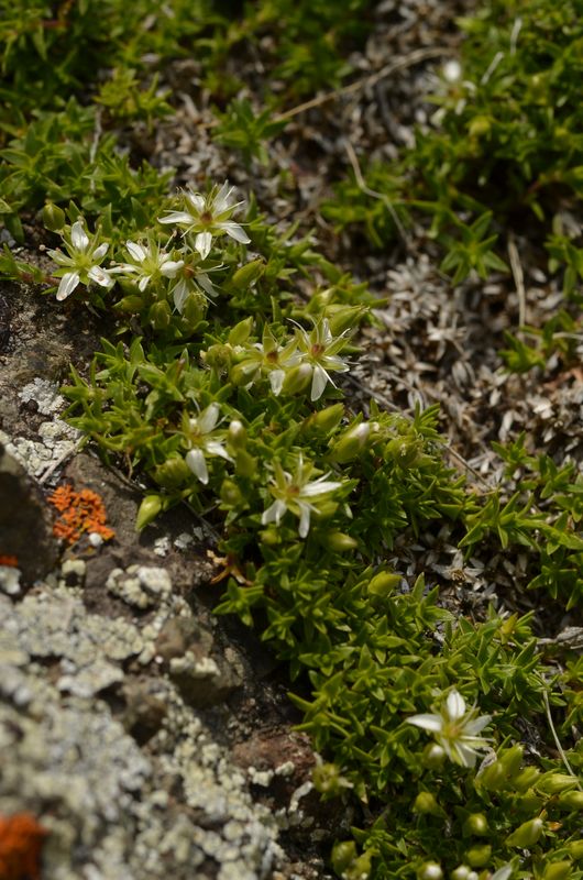 Minuartia rupestris (1).JPG