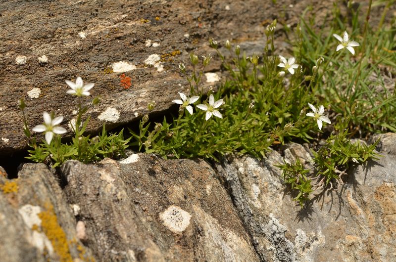 Minuartia rupestris clementei 1.JPG